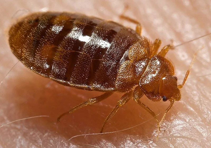 Where do bed bugs come from