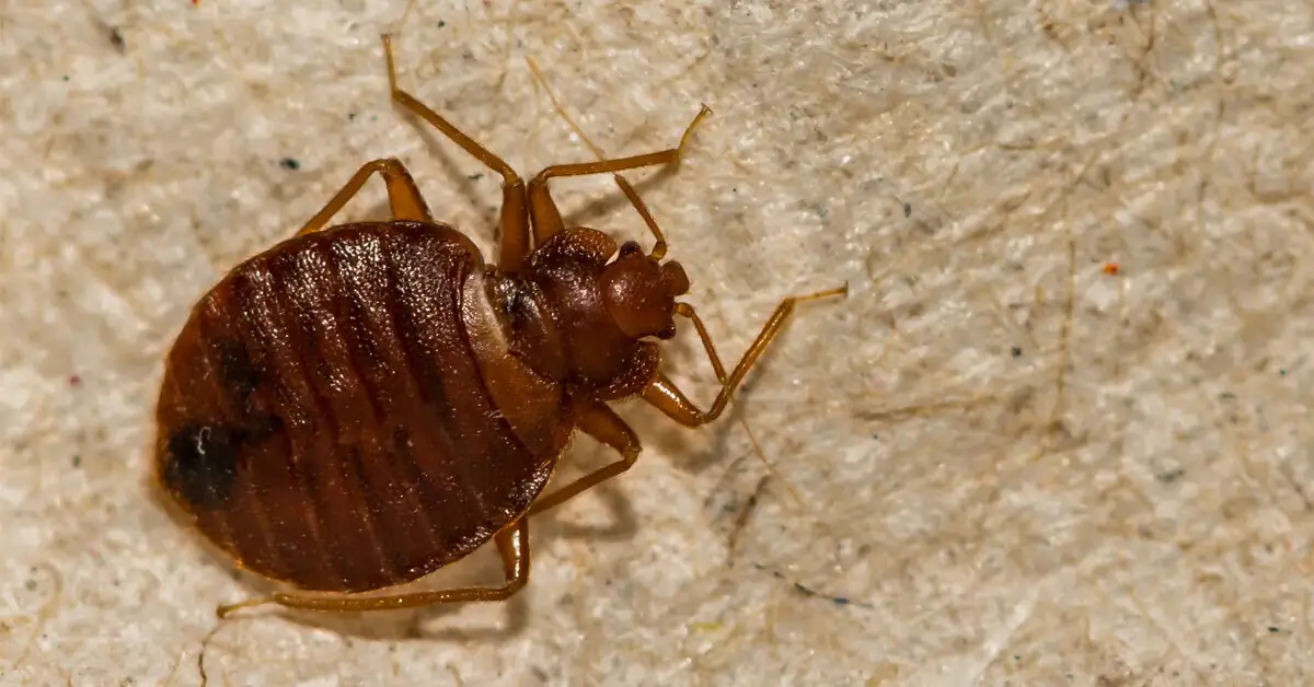 Where do bed bugs come from